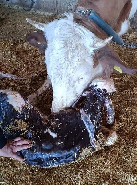 Metin DEĞİRMENCİ/ YEŞİLHİSAR(Kayseri), (DHA)- KAYSERİ’nin Yeşilhisar ilçesinde anne inek ile