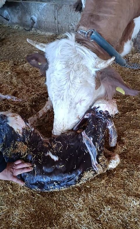 Metin DEĞİRMENCİ/ YEŞİLHİSAR(Kayseri), (DHA)- KAYSERİ’nin Yeşilhisar ilçesinde anne inek ile