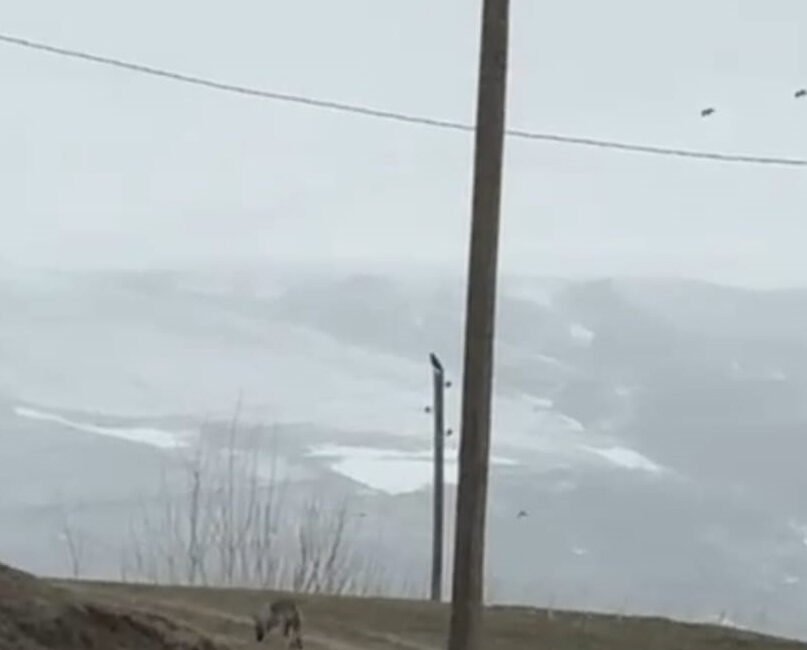 Behçet DALMAZ/VAN, (DHA)-VAN’ın İpekyolu ilçesinde gündüz saatlerinde kent merkezine inen