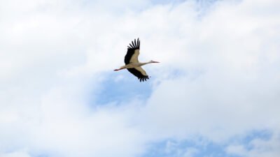 Mehmet ÇINAR/ANTALYA, (DHA)- ANTALYA’nın Serik ilçesine bağlı Dikmen Mahallesi'ndeki caminin