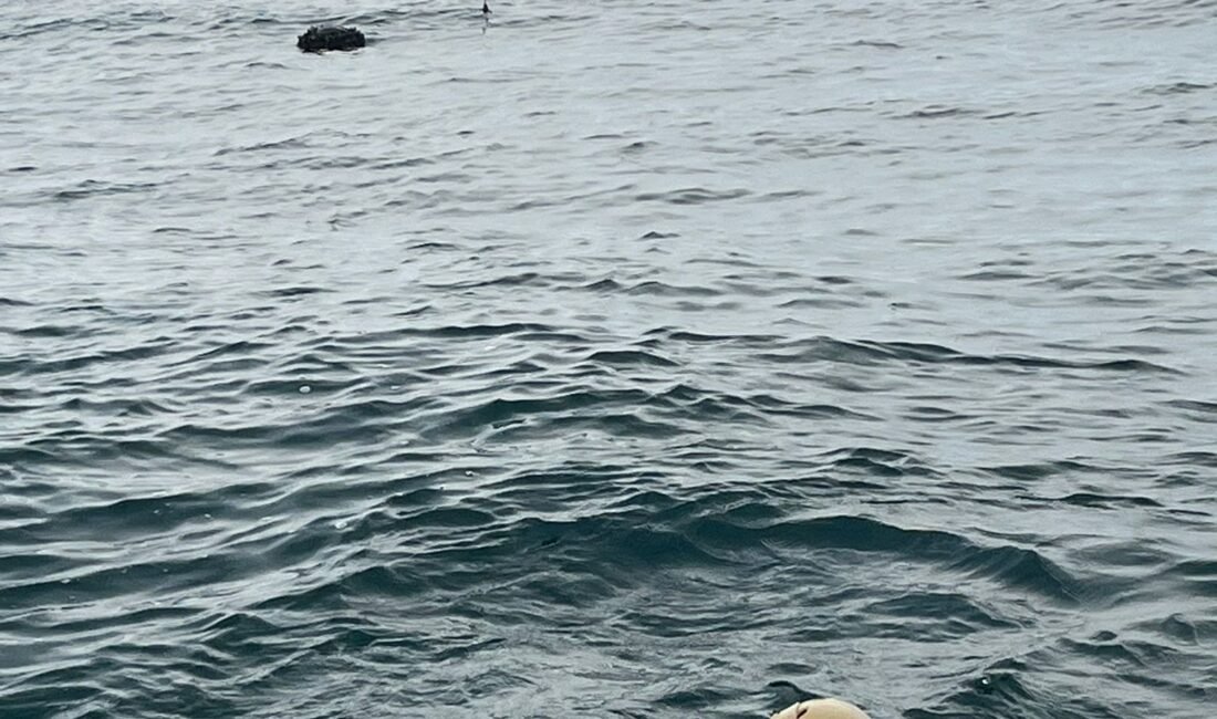 ANKARA, (DHA)- MİLLİ Savunma Bakanlığı (MSB), İğneada açıklarında tespit edilen