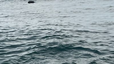 ANKARA, (DHA)- MİLLİ Savunma Bakanlığı (MSB), İğneada açıklarında tespit edilen