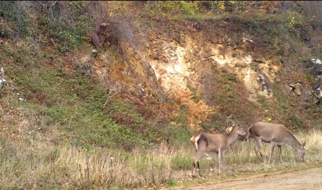 Esra TÜRKER/BURSA, (DHA)-BURSA'da yaban hayatını görüntülemek için kurulan fotokapanlara, ormanda