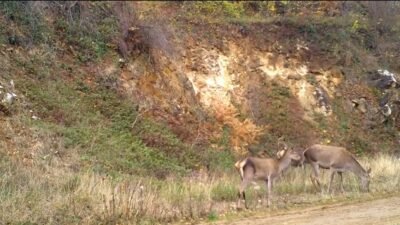 Esra TÜRKER/BURSA, (DHA)-BURSA'da yaban hayatını görüntülemek için kurulan fotokapanlara, ormanda