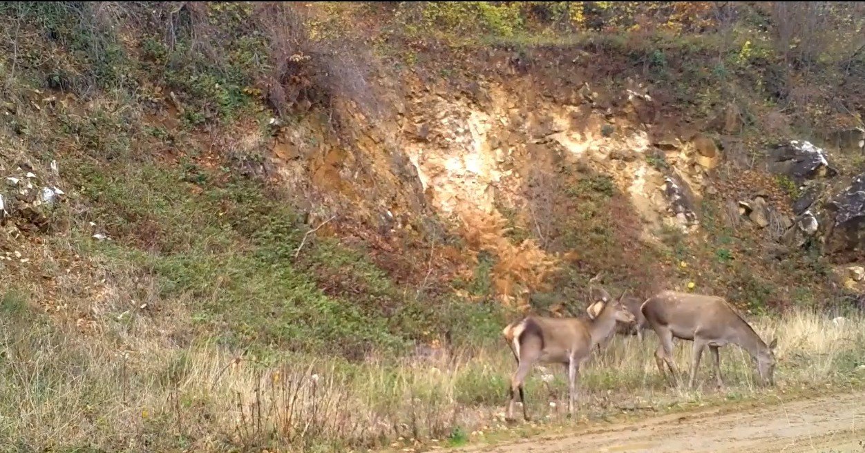 Esra TÜRKER/BURSA, (DHA)-BURSA'da yaban hayatını görüntülemek için kurulan fotokapanlara, ormanda