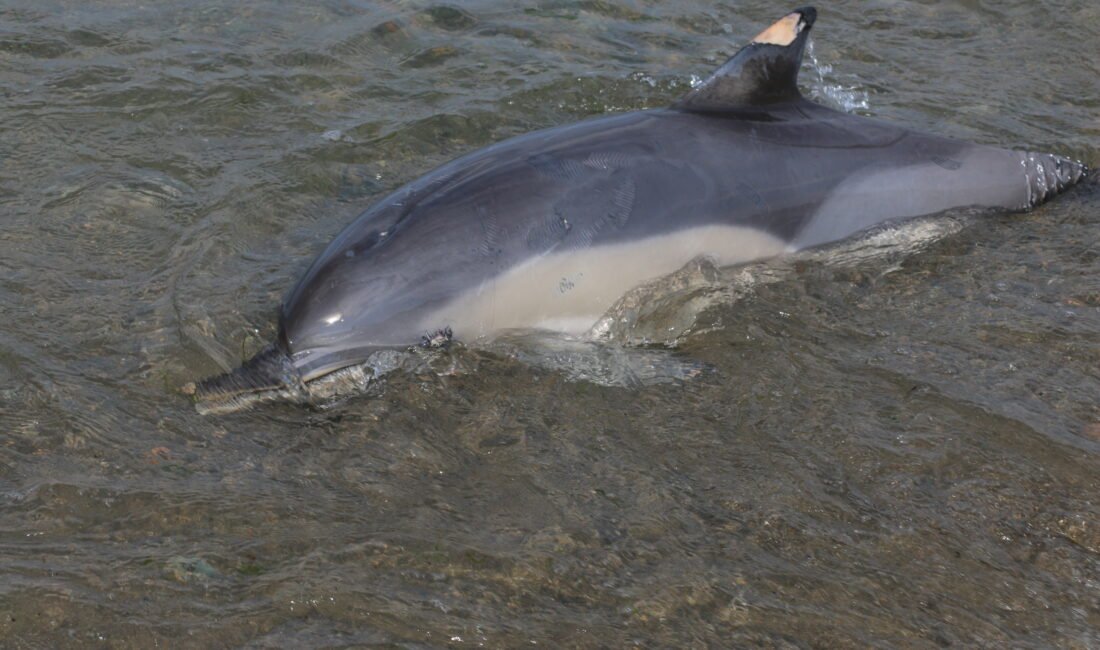 Salim SARIKOÇ/SÜRMENE (Trabzon), (DHA)- TRABZON'un Sürmene ilçesinde sahiline ölü yunus