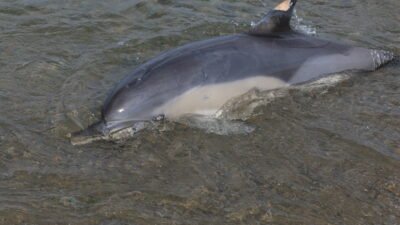 Salim SARIKOÇ/SÜRMENE (Trabzon), (DHA)- TRABZON'un Sürmene ilçesinde sahiline ölü yunus