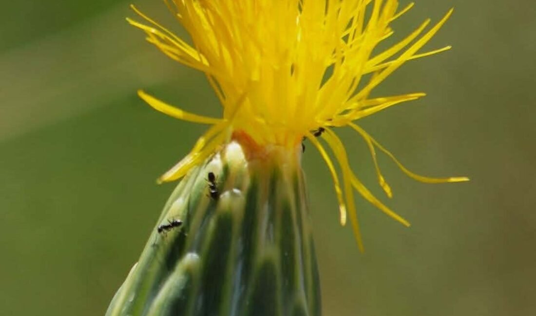 Oğuzhan BOYSAN/KUŞADASI (Aydın), (DHA)-EKOSİSTEMİ Koruma ve Doğa Sevenler Derneği (EKODOSD)