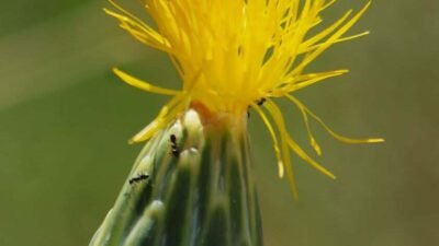 Oğuzhan BOYSAN/KUŞADASI (Aydın), (DHA)-EKOSİSTEMİ Koruma ve Doğa Sevenler Derneği (EKODOSD)