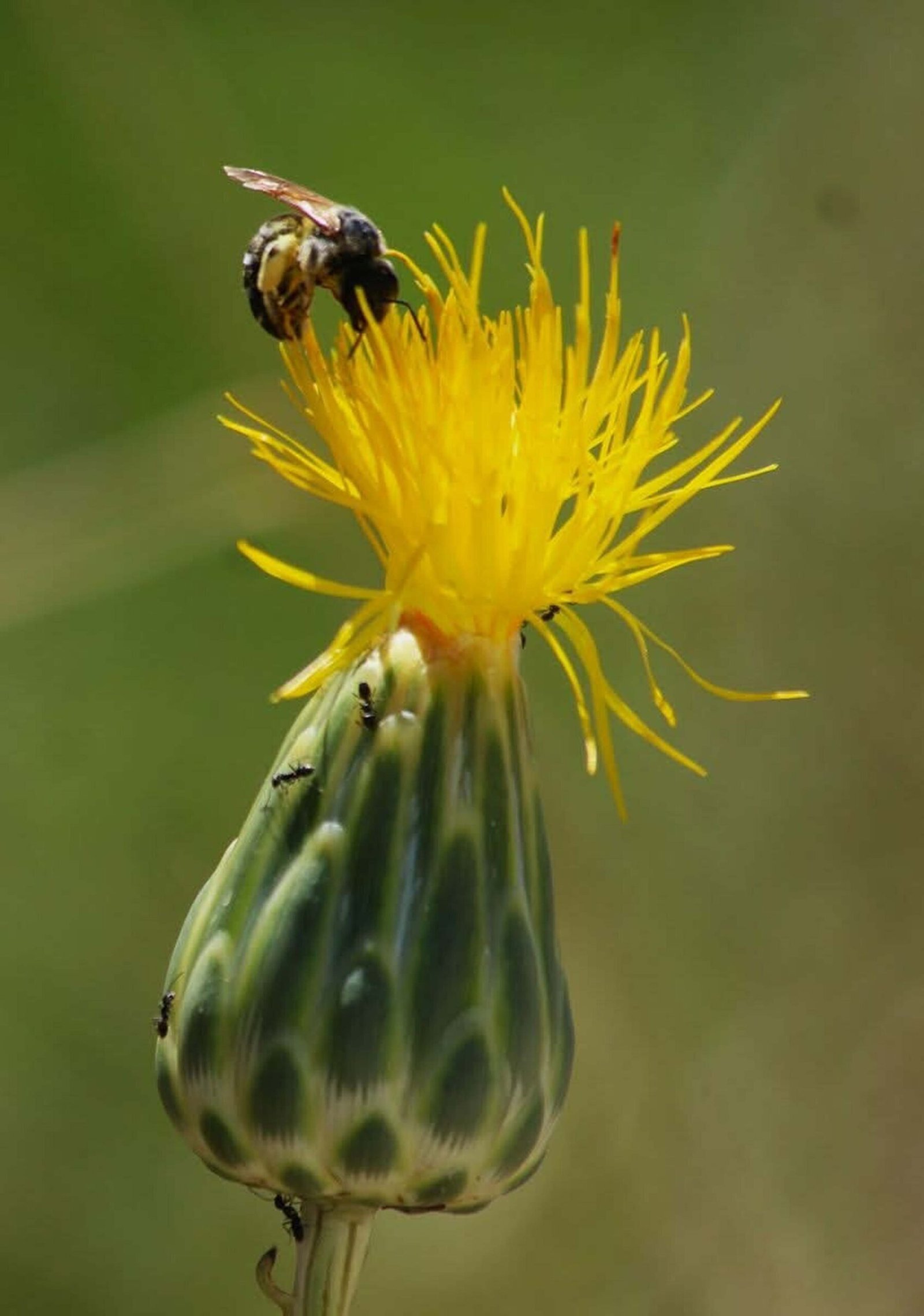 Oğuzhan BOYSAN/KUŞADASI (Aydın), (DHA)-EKOSİSTEMİ Koruma ve Doğa Sevenler Derneği (EKODOSD)