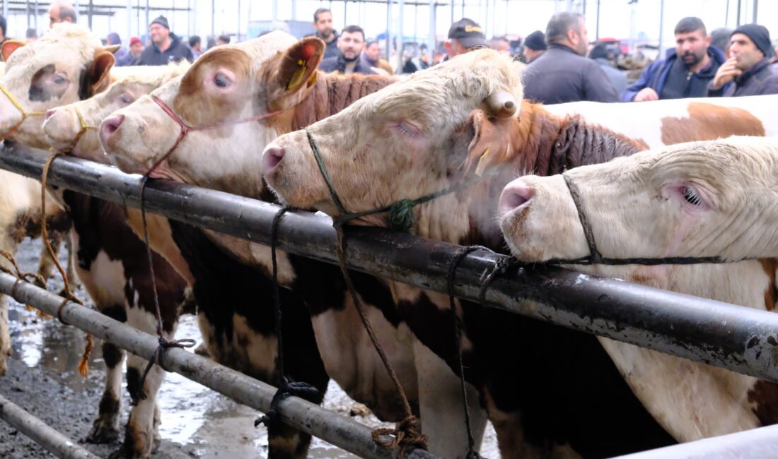 Yıldırım ŞİMŞEK/ŞARKIŞLA (Sivas), (DHA)- SİVAS'ın Şarkışla ilçesindeki Türkiye’nin en büyük