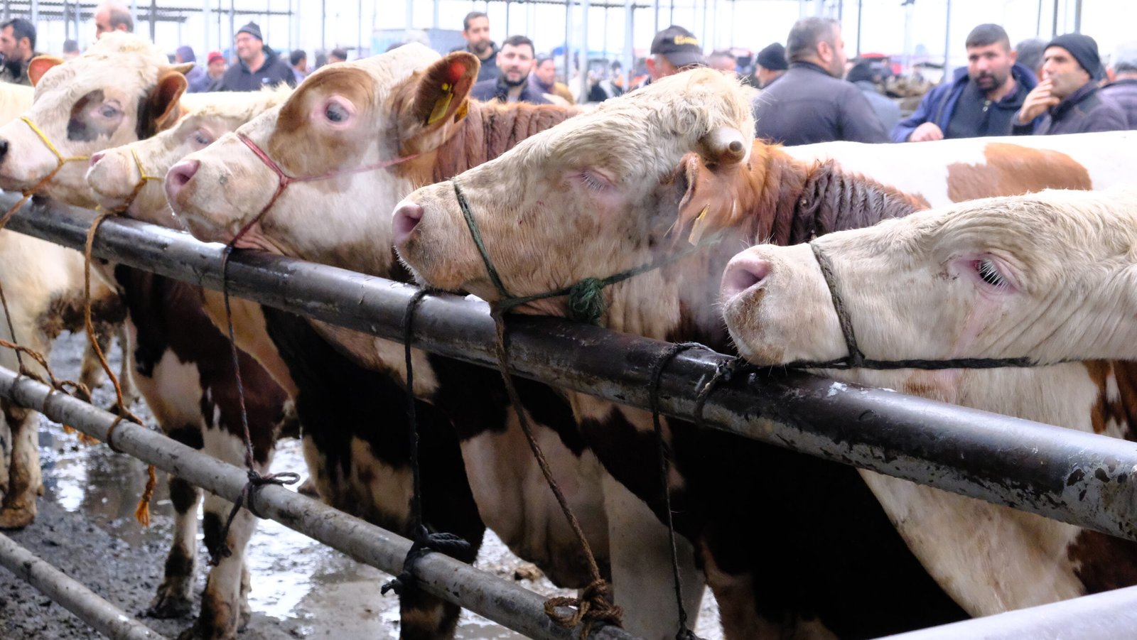 Yıldırım ŞİMŞEK/ŞARKIŞLA (Sivas), (DHA)- SİVAS'ın Şarkışla ilçesindeki Türkiye’nin en büyük