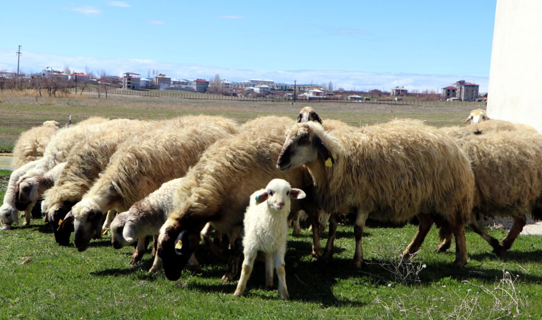 Gülay KUYUCU-Tuncay AVCI/VAN,(DHA)-VAN'ın Gürpınar ilçesinde yetiştirilen ve Türkiye'nin önemli gen