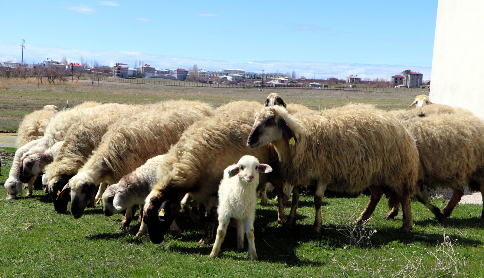 Gülay KUYUCU-Tuncay AVCI/VAN,(DHA)-VAN'ın Gürpınar ilçesinde yetiştirilen ve Türkiye'nin önemli gen