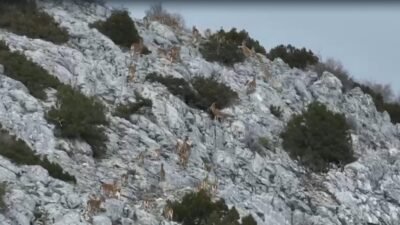 Cavit AKGÜN/MUĞLA, (DHA)-MUĞLA'da yaban keçileri, termal kameralı dron kamerasıyla görüntülendi.