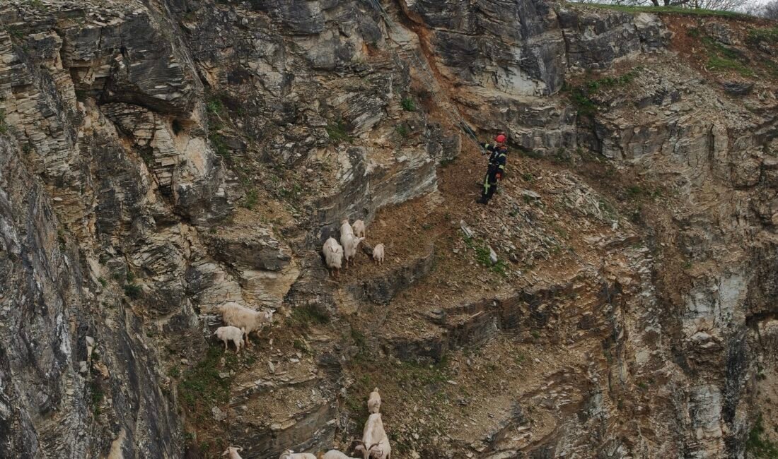 Yabani hayvandan korkup sarp kayalıkta mahsur kalan keçilere kurtarma operasyonu Ardacan UZUN/ İZMİT(Kocaeli), (DHA)- KOCAELİ’nin İzmit ilçesinde yabani hayvandan ürkerek