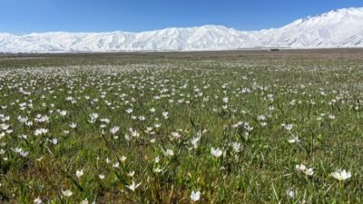 Yaşar KAPLAN/YÜKSEOVA (Hakkari), (DHA)- HAKKARİ'nin Yüksekova ilçesinde baharın gelişini müjdeleyen