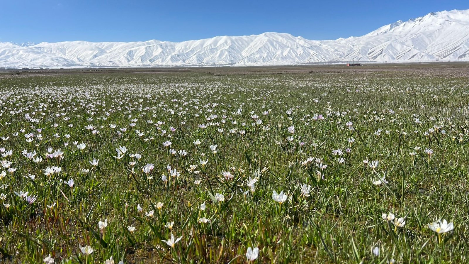Yaşar KAPLAN/YÜKSEOVA (Hakkari), (DHA)- HAKKARİ'nin Yüksekova ilçesinde baharın gelişini müjdeleyen
