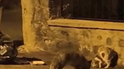 (RHA)- Kayseri’nin Bünyan ilçesinde, çöp konteynerinin çevresinde yiyecek arayan kedi