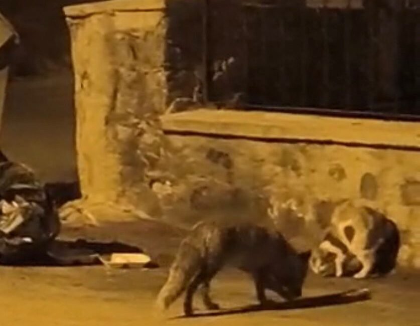 (RHA)- Kayseri’nin Bünyan ilçesinde, çöp konteynerinin çevresinde yiyecek arayan kedi