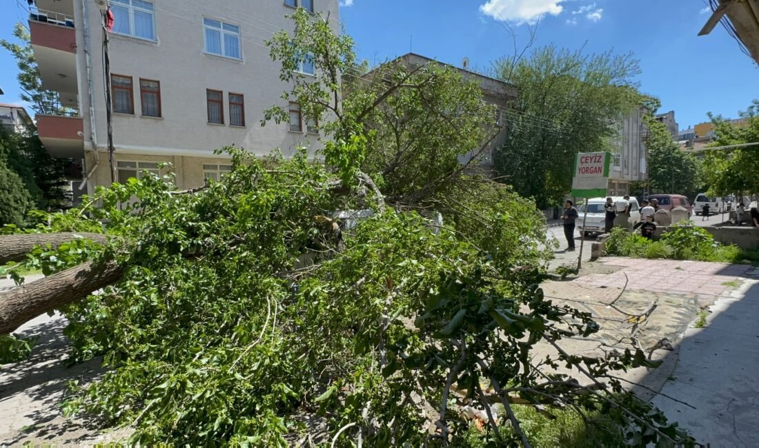 (RHA) – Kayseri’de devrilen dut ağacı, park halindeki minibüste maddi