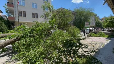 (RHA) – Kayseri’de devrilen dut ağacı, park halindeki minibüste maddi