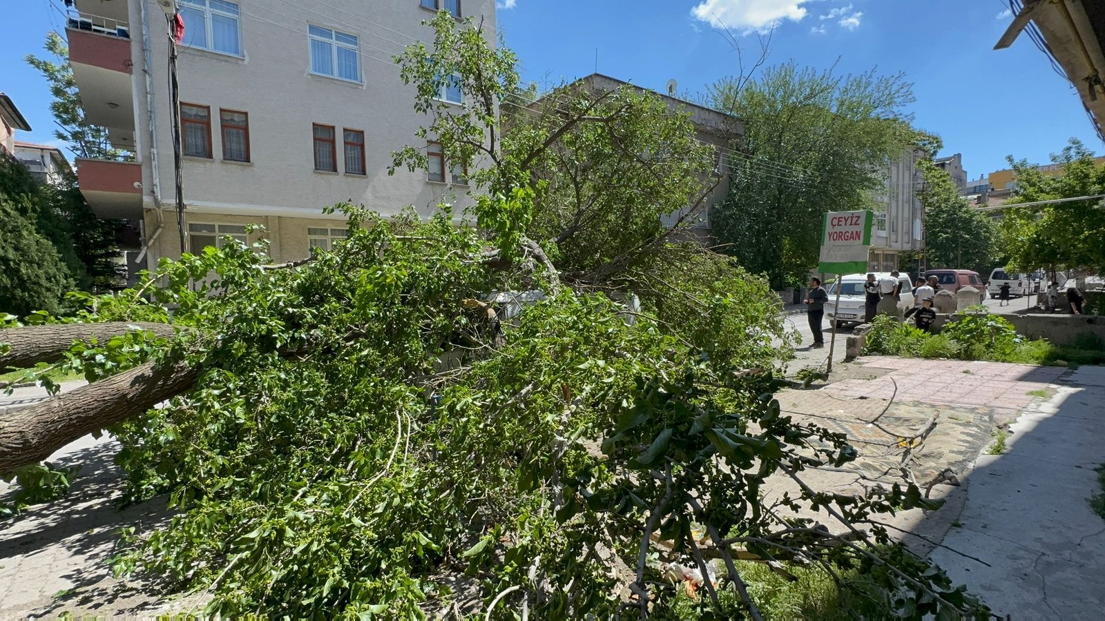 (RHA) – Kayseri’de devrilen dut ağacı, park halindeki minibüste maddi