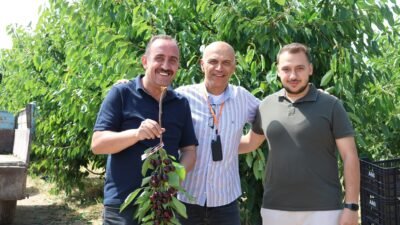 (RHA)- Kayseri’nin İncesu ilçesinde, Türkiye’nin en yüksek kalibreli kirazları arasında