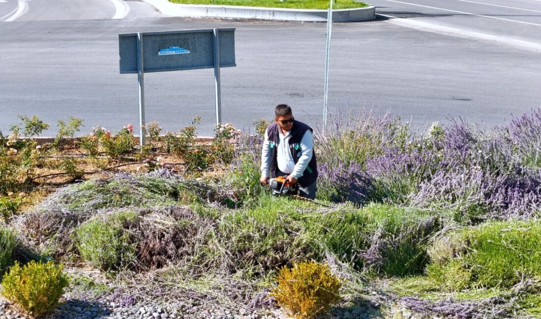 Kayseri Büyükşehir Belediyesi tarafından kentin farklı noktalarında yetiştirilen yaklaşık 250