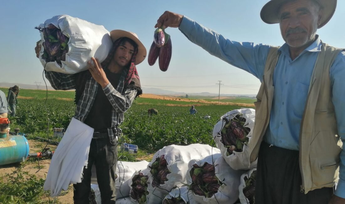 Coğrafi işaretli Yamula patlıcanında hasat mesaisi başladı Kayseri’nin Kocasinan ilçesine bağlı Yemliha ve Ebiç mahallelerinde yetiştirilen, kendine
