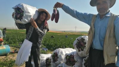 Kayseri’nin Kocasinan ilçesine bağlı Yemliha ve Ebiç mahallelerinde yetiştirilen, kendine